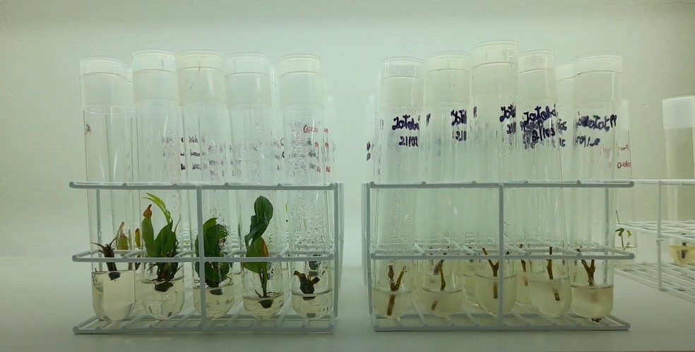 A geração de mudas pela UFV é feita com o DNA recolhido das plantas de Brumadinho — Foto: Divulgação/UFV