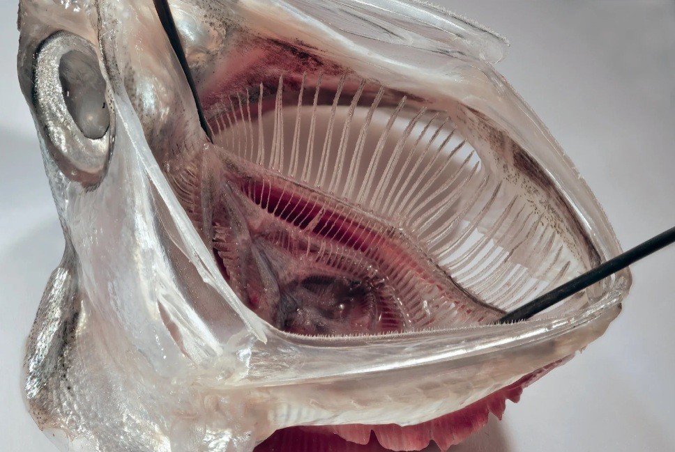 Cientistas criam filtro de 'boca de peixe' que remove 99% dos microplásticos gerados na lavanderia