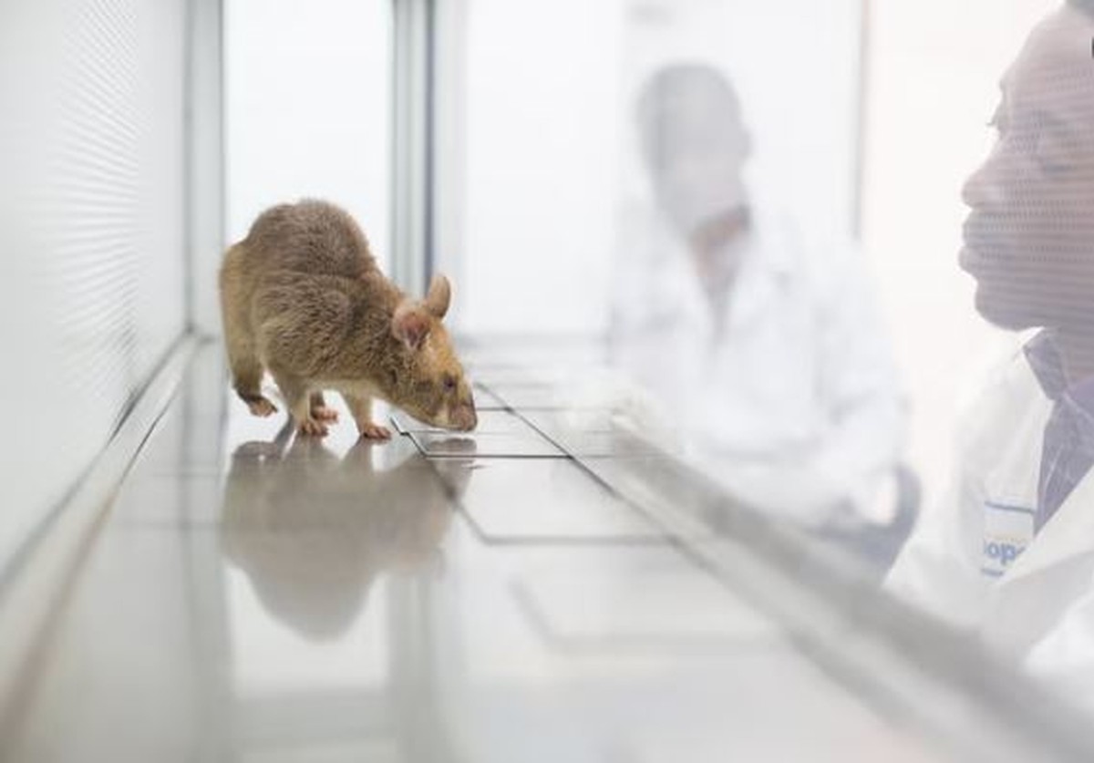 Como ratos gigantes estão transformando a luta contra a tuberculose