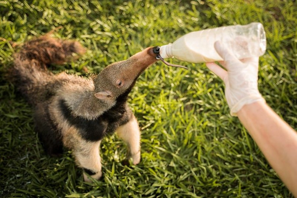 Projeto precisou entender o comportamento dos animais — Foto: AURÉLIO GOMES/DIVULGAÇÃO/VIA BBC