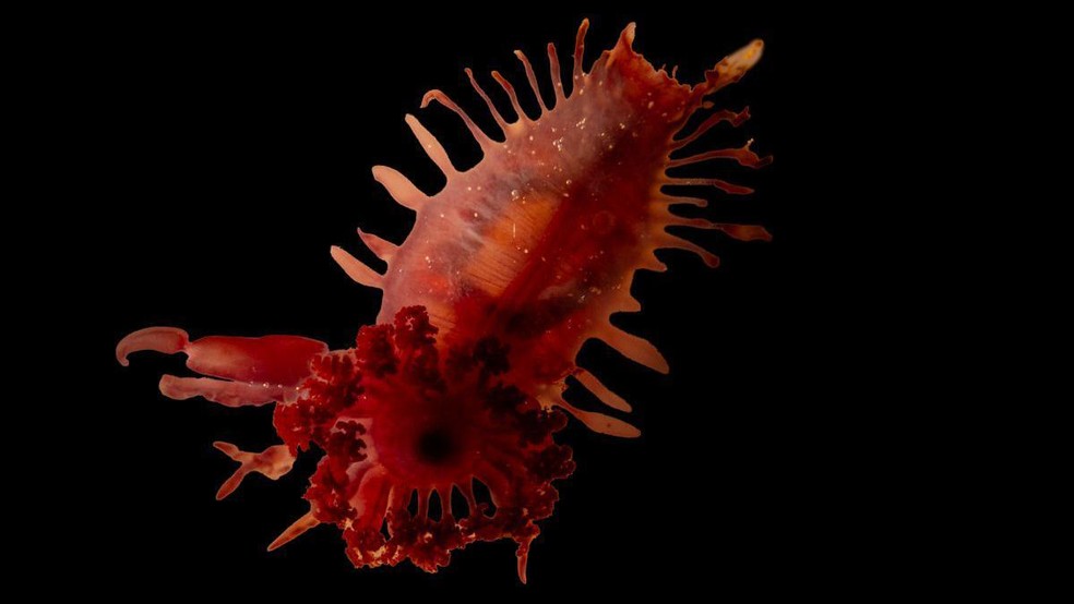 Os cientistas pensaram inicialmente que este pepino-do-mar fosse de uma espécie conhecida como a 'galinha-monstro-sem-cabeça', o que não é verdade — Foto: BBC News fonte