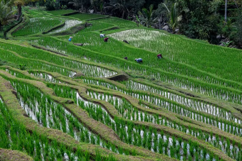 Plantação de arroz em terraços usando o sistema Subak em Bali, na Indonésia — Foto: Getty Images