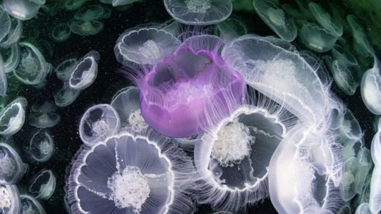 As fantásticas fotos vencedoras de competição de imagens do fundo do mar