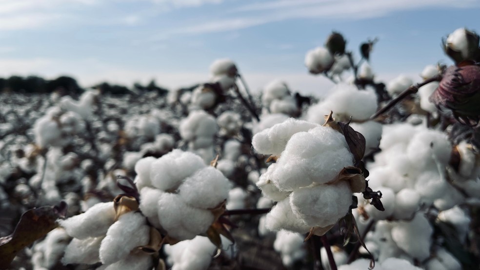 Análise em laboratório do algodão mostrou origem do material da marca chinesa — Foto: Unsplash