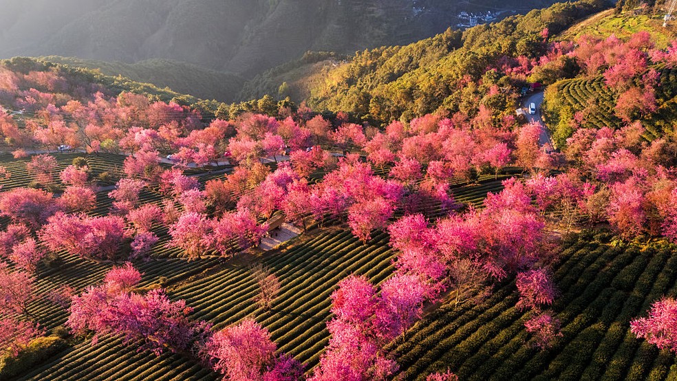 Vista aérea das cerejeiras em flor no inverno na montanha Wuliang, em Yunnan, na China — Foto: Hao Jihong/VCG via Getty Images