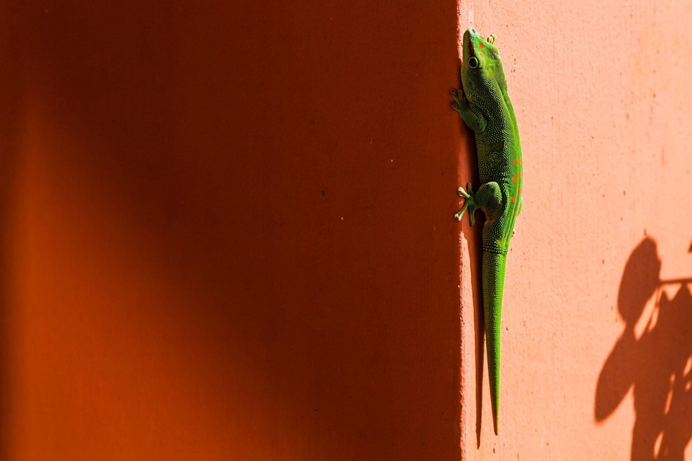BBC News fonte — Foto: Os lagartos e lagartixas só conseguem escalar paredes desafiando a gravidade porque sabem como se aderir às superfícies e também como se soltar
