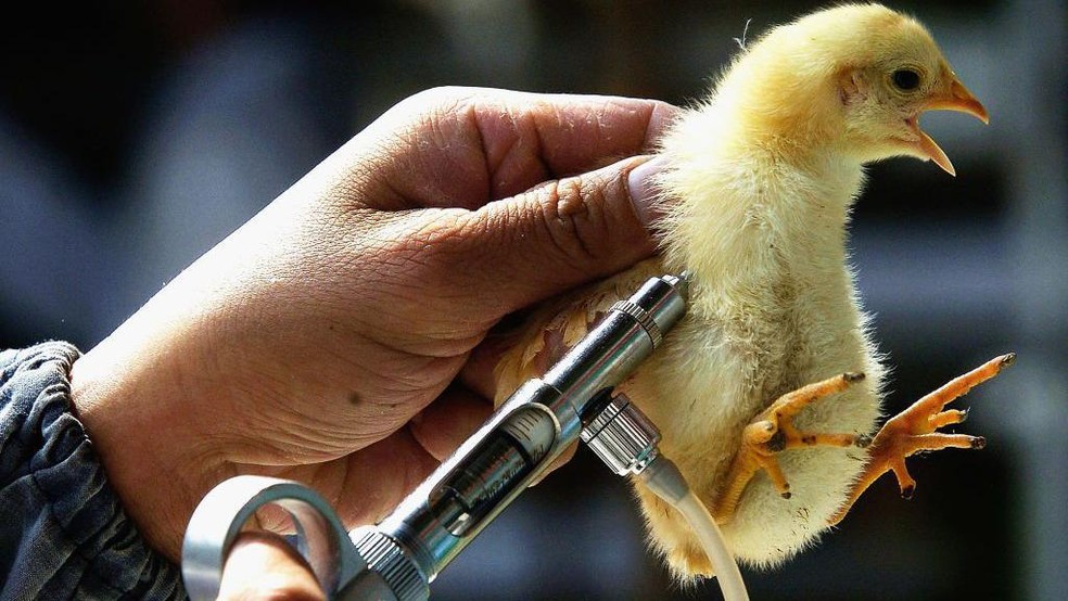 China, México, Índia e França vêm vacinando aves contra a gripe aviária há vários anos — Foto: BBC News fonte