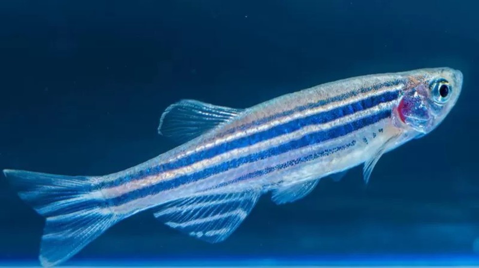 Molécula descoberta num peixe peçonhento chamado niquim foi testada no zebrafish (foto) — Foto: PLATAFORMA ZEBRAFISH via BBC