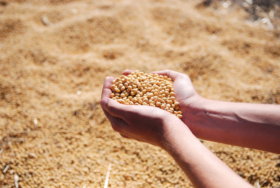 Produção de farelo de soja no Brasil pode crescer 4 mi t — Foto: Foto: Pixabay