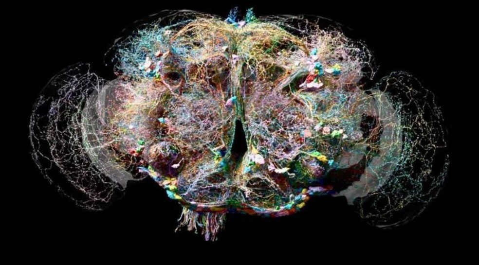 BBC News fonte — Foto: O cérebro da mosca é composto por mais de 130 mil fios – um emaranhado de 50 milhões de conexões.