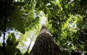Cooperação e filantropia internacional podem ajudar a consolidar uma nova economia florestal no Brasil