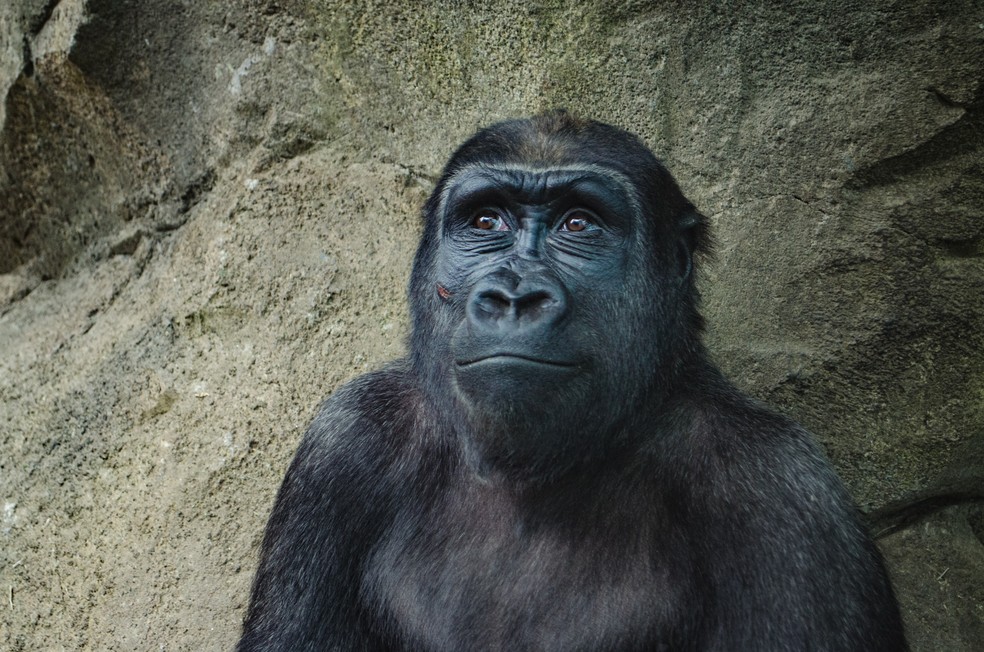 Primatas — Foto: Unsplash