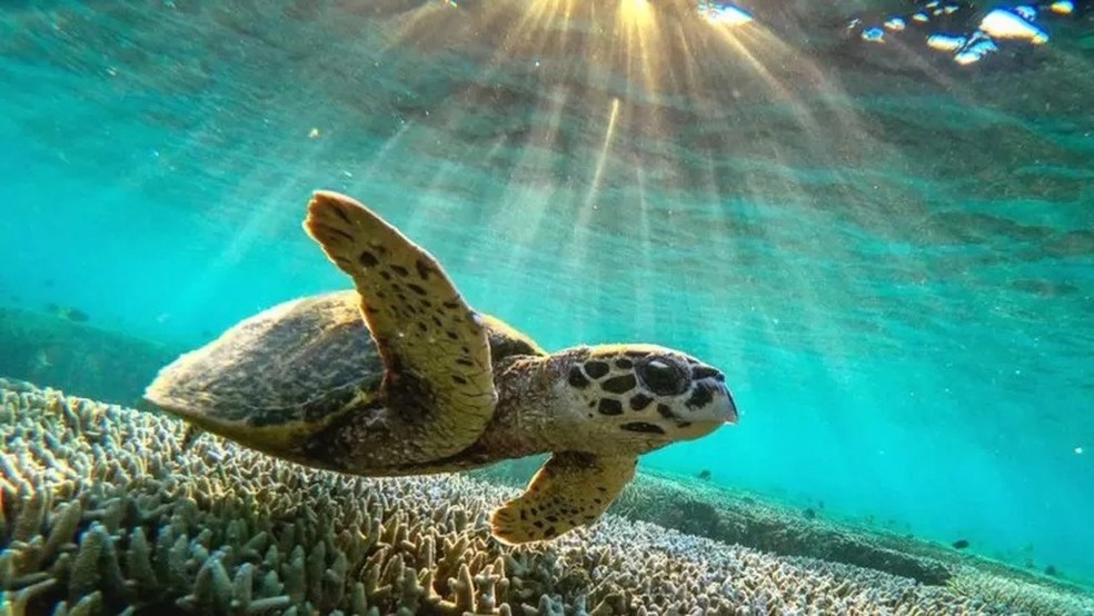 Os recifes de corais abrigam um quarto de todas as espécies marinhas — Foto: GETTY IMAGES via BBC