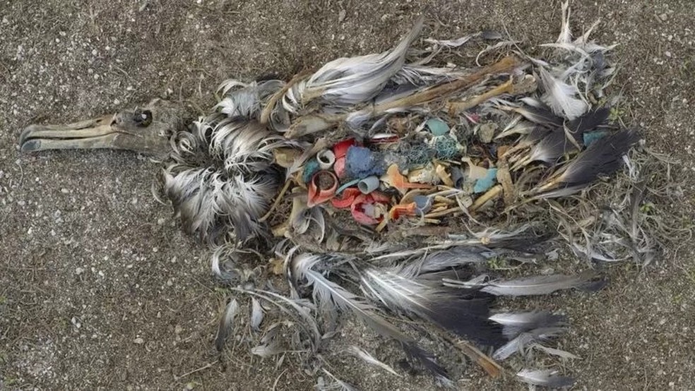 As fotos de filhotes de albatrozes mortos com plástico no estômago, tiradas por Chris Jordan em 2009, viralizaram e mudaram nossa reação à crise do plástico — Foto: Chris Jordan via BBC News