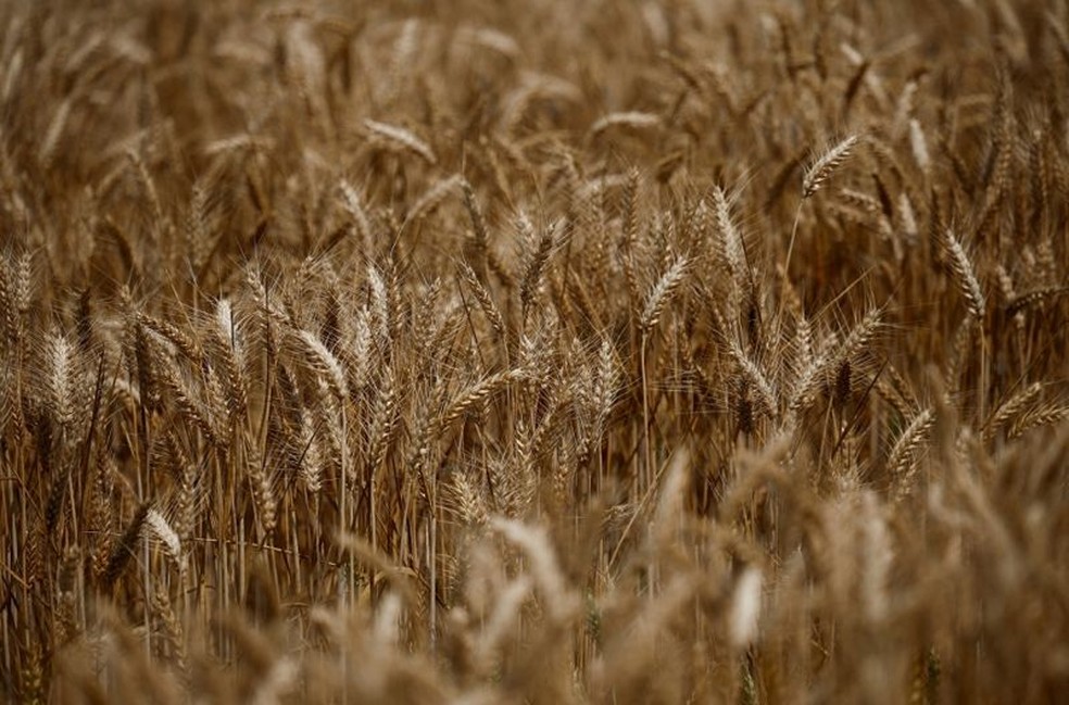 O El Niño vem afetando a produção de trigo na Austrália desde 1980 — Foto: Reuters (via BBC)