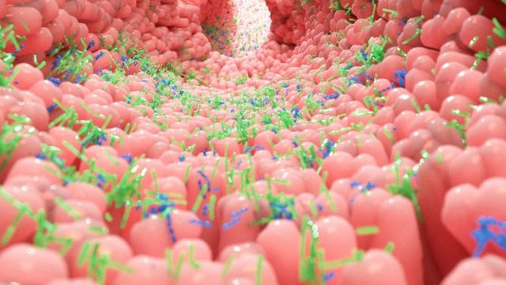 Perfil de bactérias que habitam o intestino pode influenciar no aparecimento de uma série de doenças — Foto: Getty Images (via BBC)