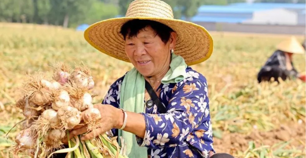 A China é o maior produtor de alho do mundo — Foto: Getty Images/BBC