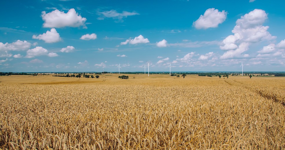 Após o movimento da Rússia, os mercados de grãos caíram: o trigo perdeu mais de 5% na quarta-feira (2) — Foto: Pexels