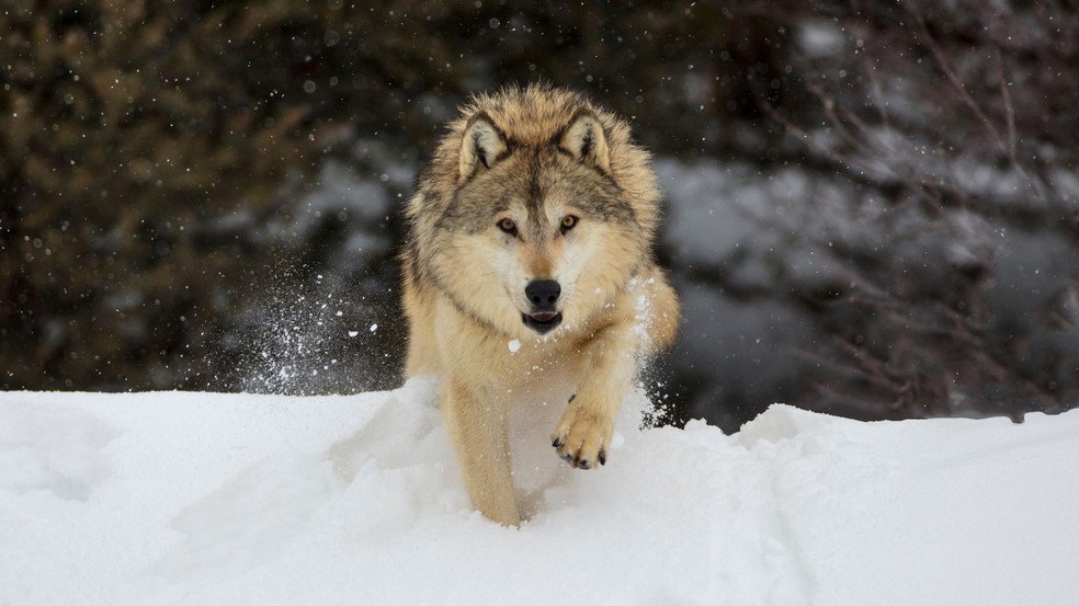 O lobo-cinzento moderno é o parente vivo mais próximo dos cães domésticos. — Foto: BBC News fonte