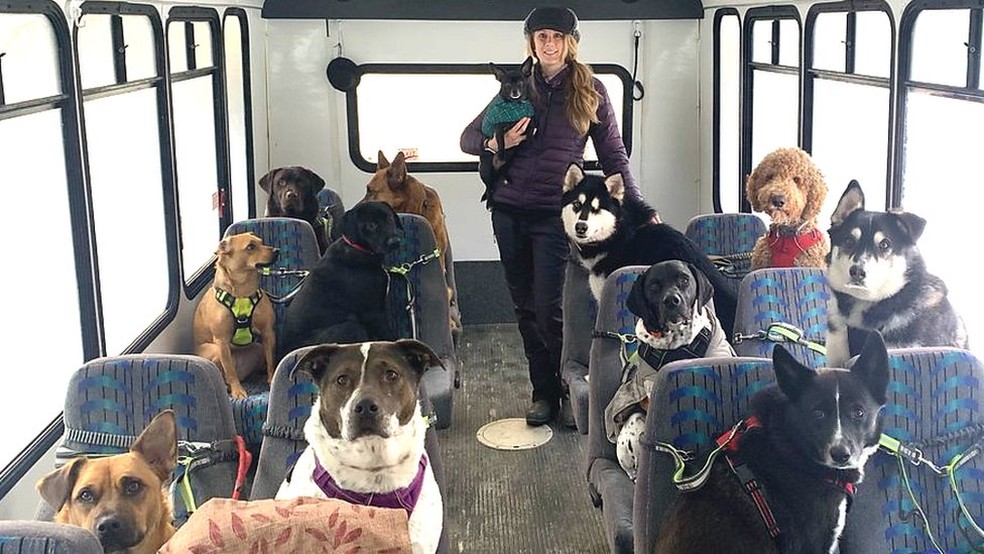 Casal leva cães para passear de ônibus no Alasca — Foto: BBC