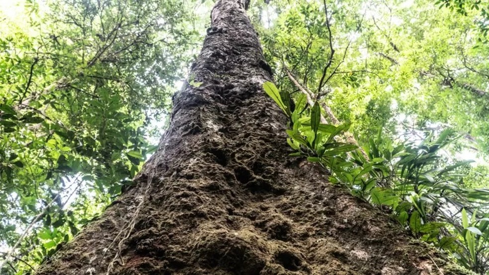 A recém-descoberta árvore mais alta da Amazônia que corre risco de ...