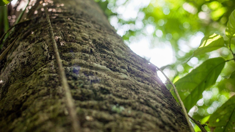 A seringueira é nativa da floresta Amazônia — Foto: BBC News fonte