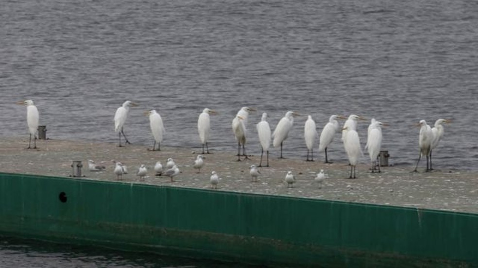 A represa de Kakhovka era ponto importante para o crescimento de várias aves — Foto: GETTY IMAGES via BBC