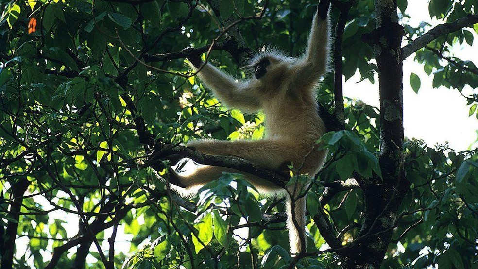 Gelephu é um ponto de biodiversidade excepcional, lar de langures dourados, tigres, rinocerontes e elefantes — Foto: BBC News fonte