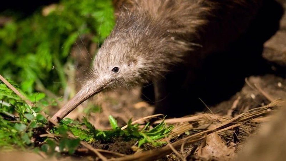 O parente mais próximo do enigmático pássaro kiwi vem de Madagascar — Foto: BBC News fonte