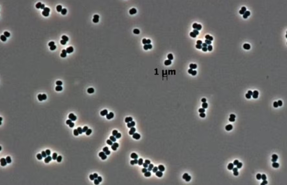 Bactéria Tersicoccus phoenicis sobrevive em condições extremas ao entrar em estado de hibernação profunda — Foto: NASA/JPL-Caltech