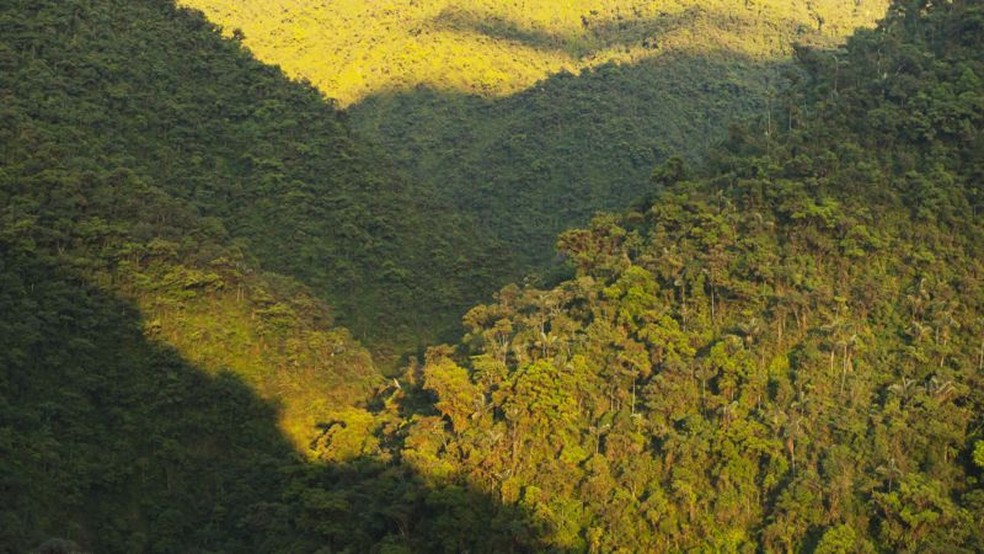 O parque nacional de Manú, no Peru, é um dos locais onde a 'árvore da febre' ainda pode ser encontrada — Foto: Getty Images