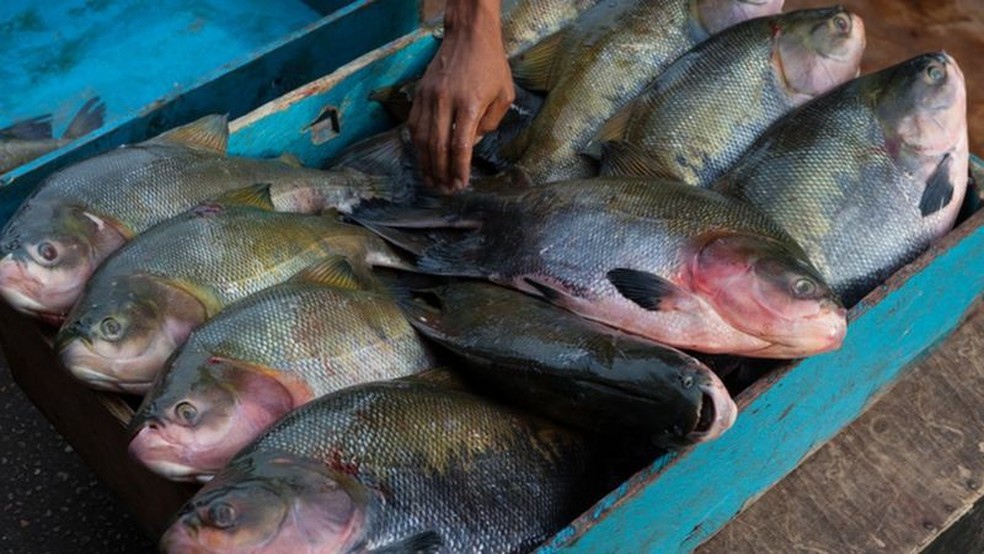 Peixes como o tambaqui são criados hoje na China e em outros países do continente asiático — Foto: GETTY IMAGES/via BBC News Brasil