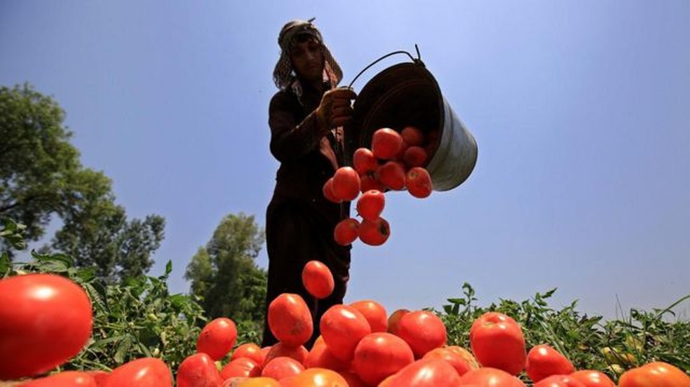 Agricultor paquistanês trabalha em uma fazenda de tomates; o Paquistão está entre os 20 países sob risco de chuvas excessivas devido ao El Niño — Foto: ARSHAD ARBAB/EPA-EFE/REX/SHUTTERSTOCK