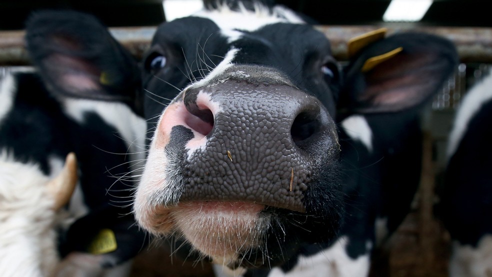 Dsm-Firmenich  — Foto: Getty Images