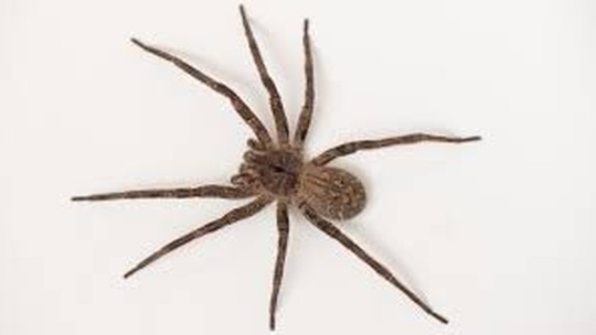 Remédio a partir de veneno de aranha pode curar impotência
