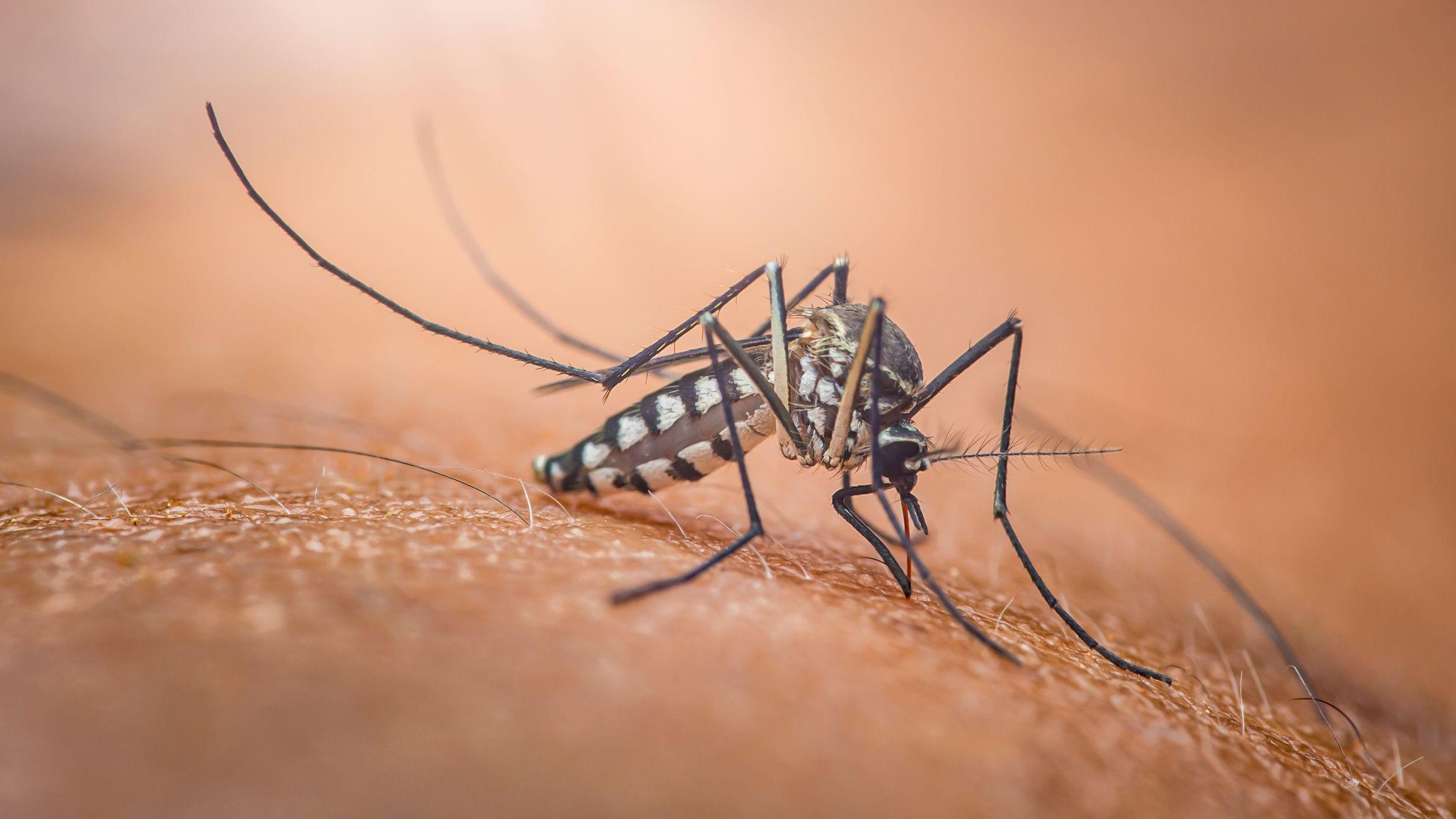 Por que existe o Dia Mundial do Mosquito — e o que isso tem a ver com o Nobel - QTU Questões do Universo