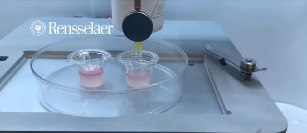 Cientistas iniciaram o processo cultivando amostras de células da pele e folículos em laboratório — Foto: Reprodução/YouTube/Rensselaer