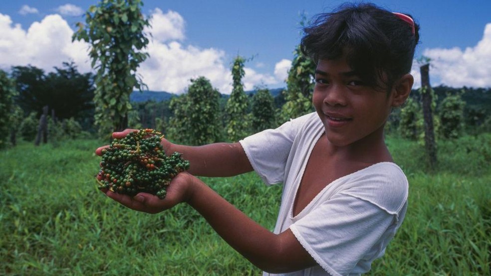 Em 1430, um quilo de grãos de pimenta custava tanto quanto um porco — Foto: BBC News fonte