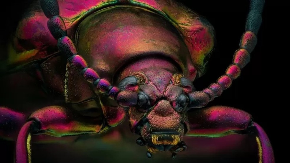 A foto deste escaravelho-vermelho foi uma escolhidas como 'imagem de distinção' no concurso de fotografia microscópica da Nikon — Foto: YOUSEF AL HABSHI/NIKON SMALL WORLD via BBC