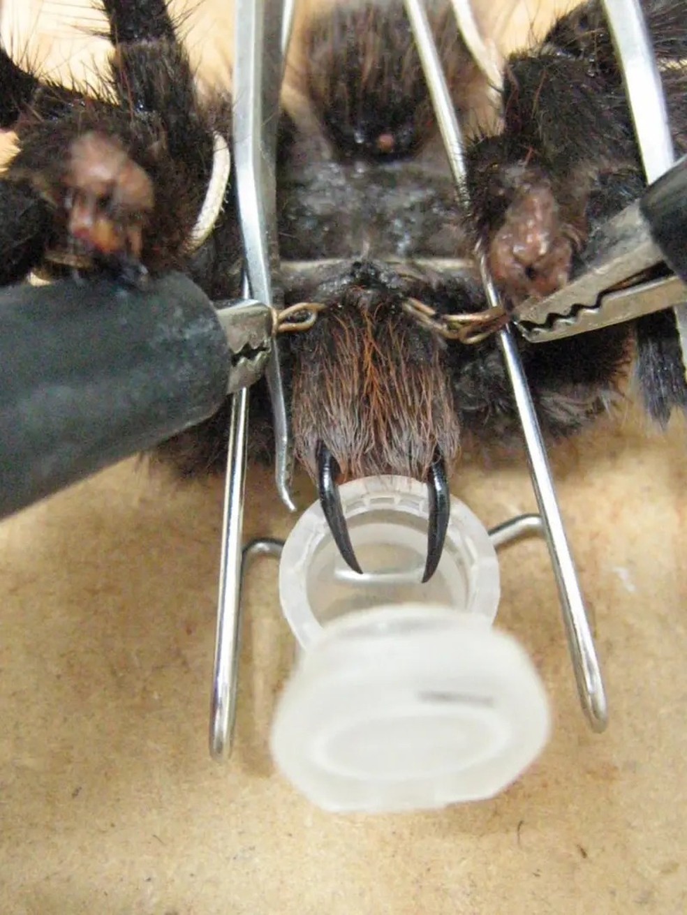 O veneno foi extraído da aranha — para depois de estudado ser sintetizado em laboratório — Foto: THOMAZ ROCHA E SILVA/EINSTEIN via BBC