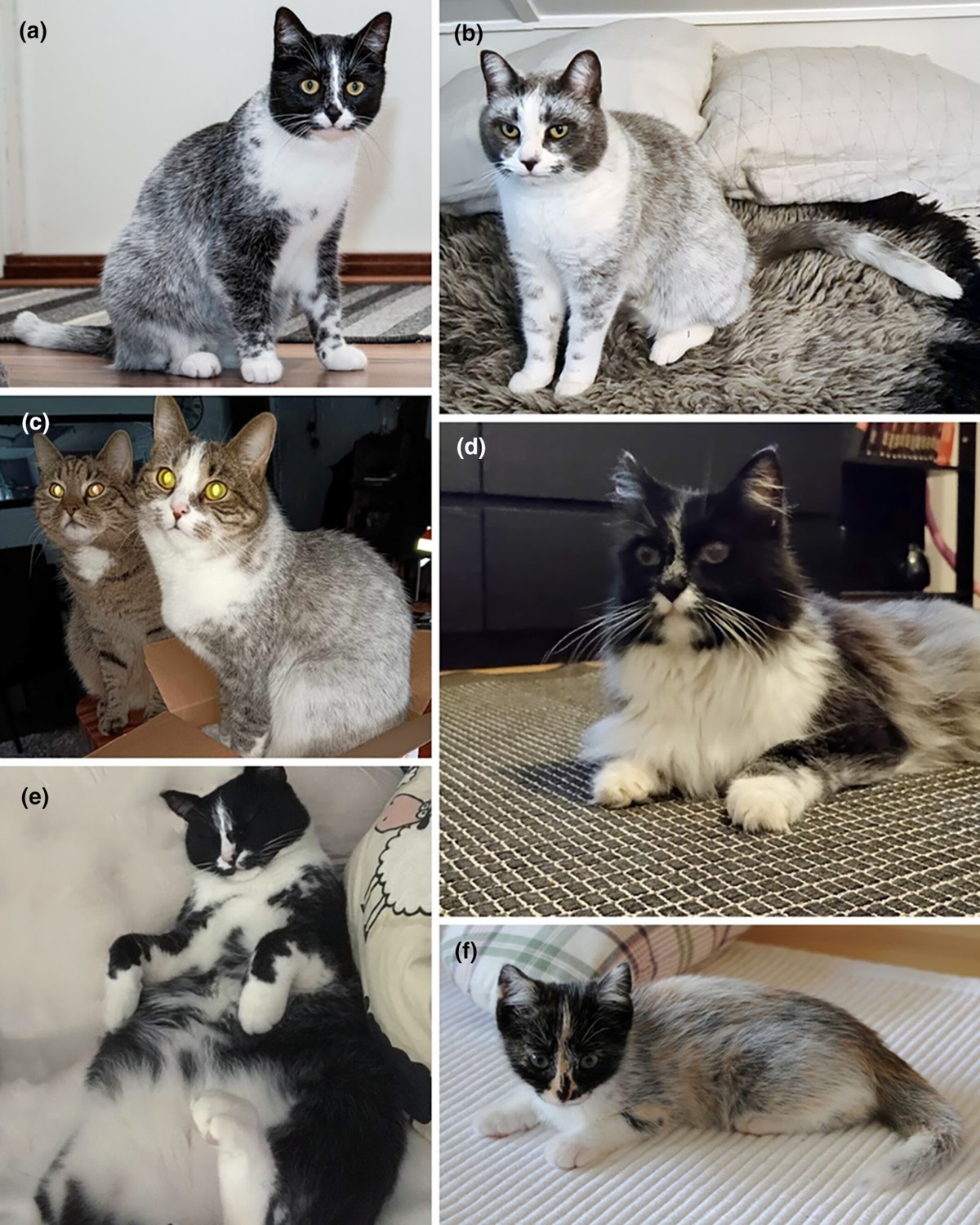 Los científicos descubren un nuevo color de gato, causado por una mutación genética |  Ciencia y Salud