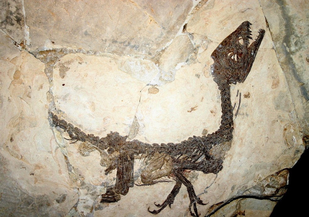 O fóssil original é um dos mais preservados do mundo — Foto: Reprodução