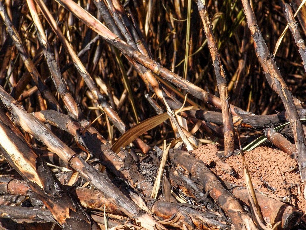 Fonte BBC News — Foto: Restrições às queimadas levam em consideração horários e intensidade do vento