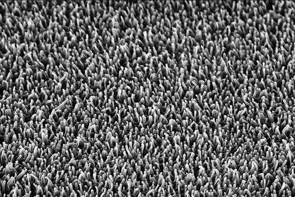 Os nanopilares na superfície da asa de uma libélula (ampliados 20.000 vezes) — Foto: RMIT University
