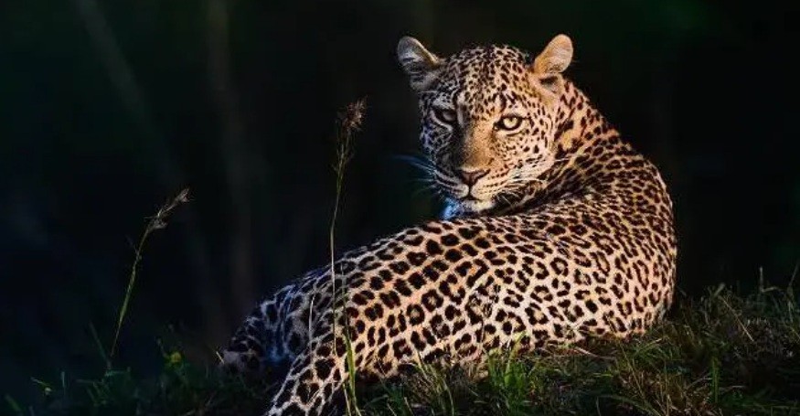 Como fascínio do matemático Alan Turing por manchas de leopardos o fez ...