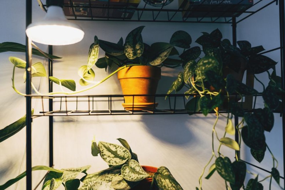 Iluminar plantas com luzes especiais as ajuda a crescer e cria uma atmosfera agradável — Foto: Getty Images via BBC