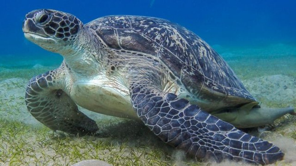 As tartarugas conseguem comunicar-se, mas só agora os seres humanos se dispuseram a ouvi-las — Foto: Getty Images (via BBC)