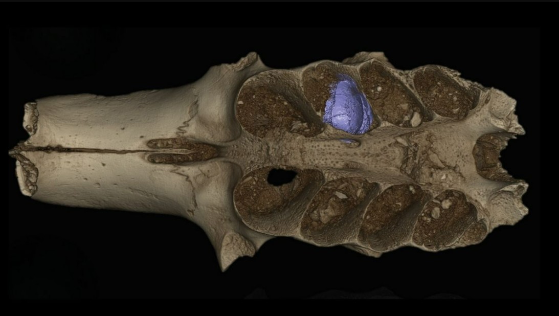 Cientistas descobrem abelhas ancestrais que viviam dentro de ossos em caverna no Caribe