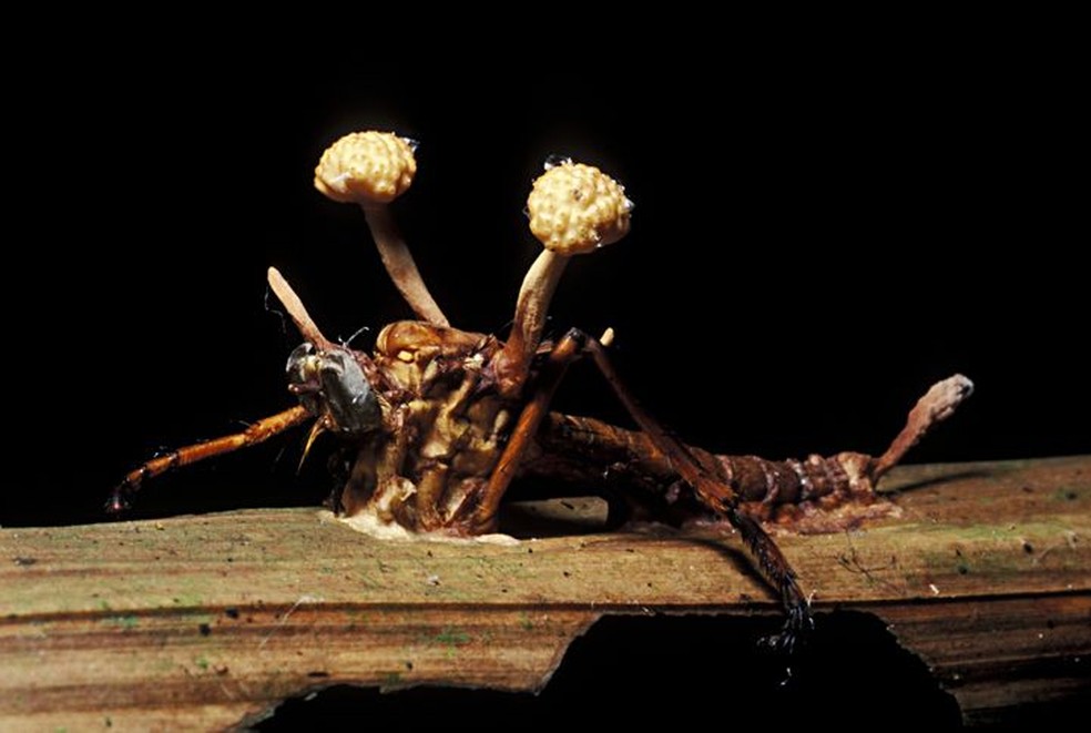 Um inseto morto com o corpo frutífero de um fungo do gênero Cordyceps — Foto: GETTY IMAGES/VIA BBC