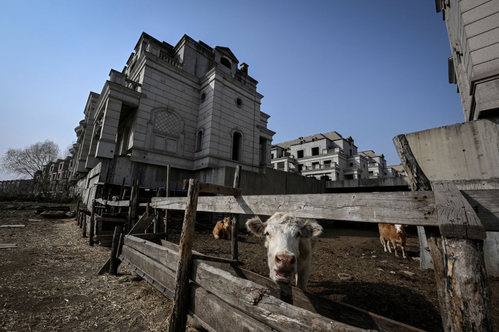 Gado ocupa áreas abandonadas em antiga vila para milionários na China — Foto: Getty Images